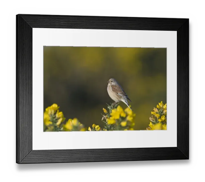Framed Print : Linnet Carduelis cannabina male Norfolk April Framed Print : Linnet Carduelis cannabina male Norfolk April