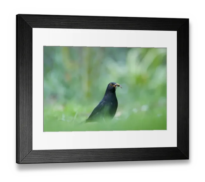 Framed Print : Blackbird Turdus merula male with beakful of grubs on garden lawn Norfolk April Framed Print : Blackbird Turdus merula male with beakful of grubs on garden lawn Norfolk April