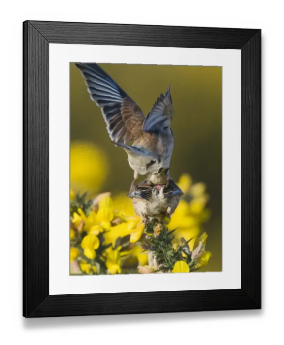 Framed Print : Linnet Carduelis cannabina pair mating Norfolk April Framed Print : Linnet Carduelis cannabina pair mating Norfolk April