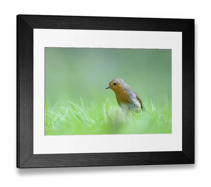Framed Print : Robin Erithacus rubecula on garden lawn Norfolk spring Framed Print : Robin Erithacus rubecula on garden lawn Norfolk spring