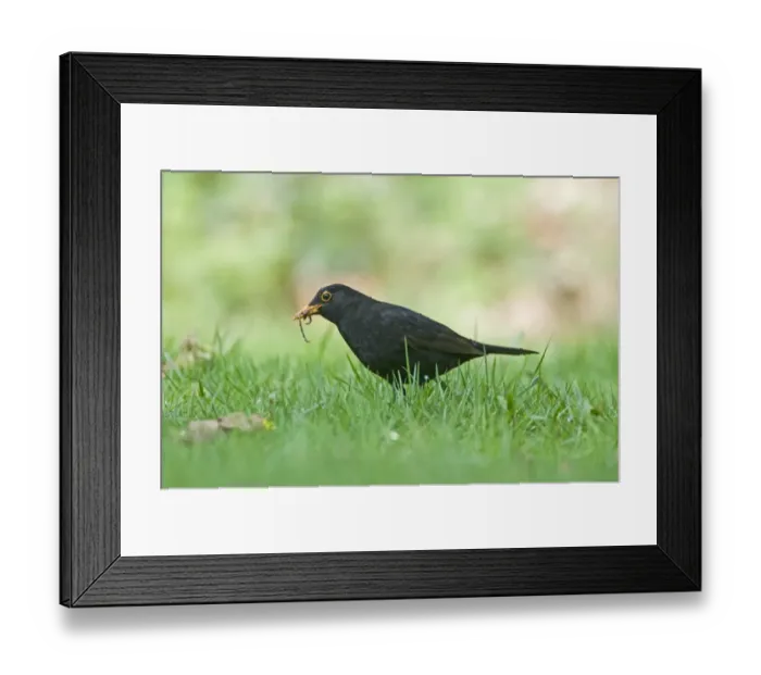 Framed Print : Blackbird Turdus merula male with earthworms on garden lawn Norfolk April Framed Print : Blackbird Turdus merula male with earthworms on garden lawn Norfolk April