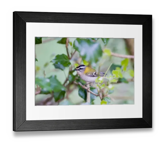 Framed Print : Firecrest Regulus ignicapillus Norfolk April Framed Print : Firecrest Regulus ignicapillus Norfolk April