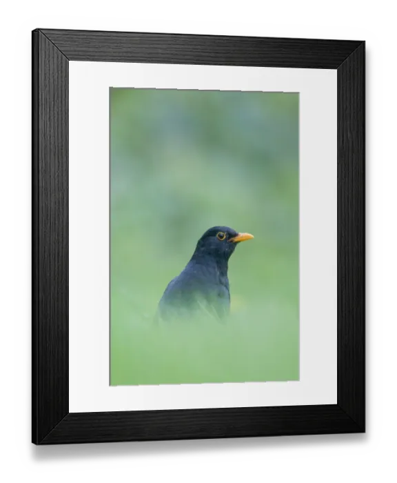 Framed Print : Demoiselle Cranes Anthropoides virgo at Kichan in Thar Desert Rajasthan India November Framed Print : Demoiselle Cranes Anthropoides virgo at Kichan in Thar Desert Rajasthan India November