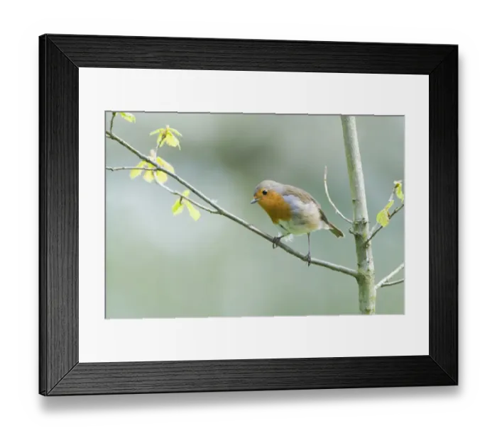 Framed Print : Robin Erithacus rubecula Norfolk spring Framed Print : Robin Erithacus rubecula Norfolk spring