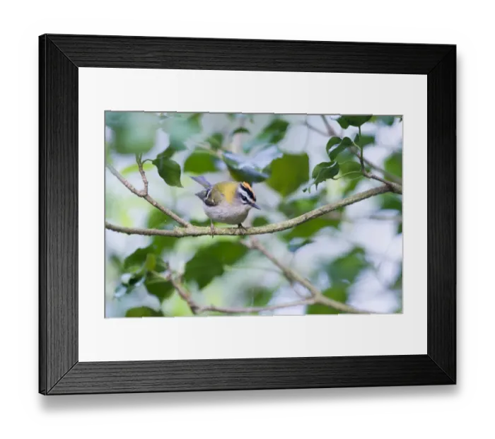 Framed Print : Firecrest Regulus ignicapillus Norfolk April Framed Print : Firecrest Regulus ignicapillus Norfolk April