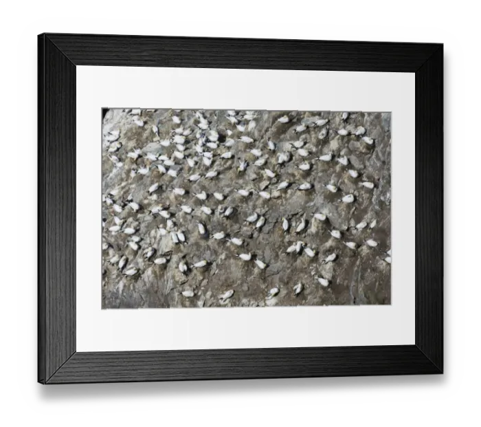 Framed Print : Gannet colony Sula bassana Hermaness Unst Shetland June Framed Print : Gannet colony Sula bassana Hermaness Unst Shetland June