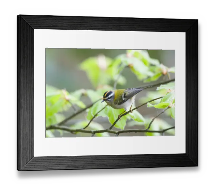 Framed Print : Firecrest Regulus ignicapillus Norfolk April Framed Print : Firecrest Regulus ignicapillus Norfolk April