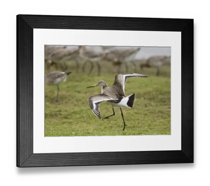 Framed Print : Black-tailed Godwit Limosa limosa Belfast Lough RSPB Reserve Northern Ireland February