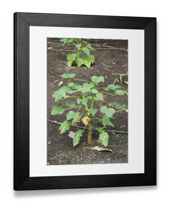 Framed Print : Jatropha Curcas - plants nuts are used for high quality Biofuel Framed Print : Jatropha Curcas - plants nuts are used for high quality Biofuel