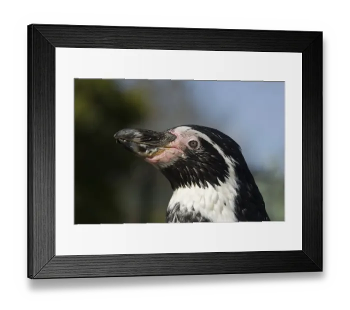 Framed Print : Humboldt Penguin Spheniscus humboldti - captive