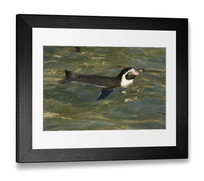 Framed Print : Humboldt Penguin Spheniscus humboldti - captive Framed Print : Humboldt Penguin Spheniscus humboldti - captive