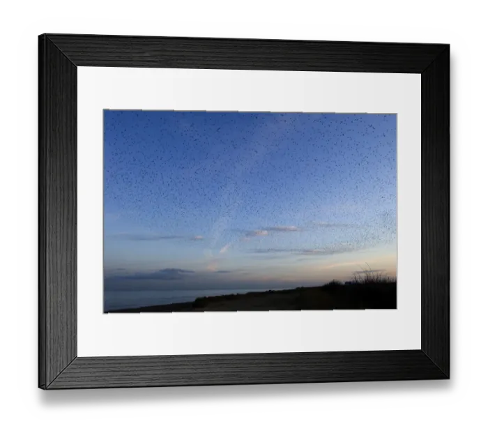 Framed Print : Starlings Sturnus vulgarus arriving at roost at dusk Minsmere Suffolk winter