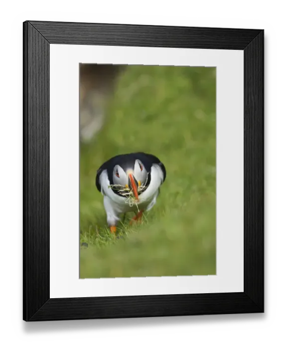 Framed Print : Puffins Fratercula arctica collecting grass for nest lining at Hermaness NNR Unst Framed Print : Puffins Fratercula arctica collecting grass for nest lining at Hermaness NNR Unst