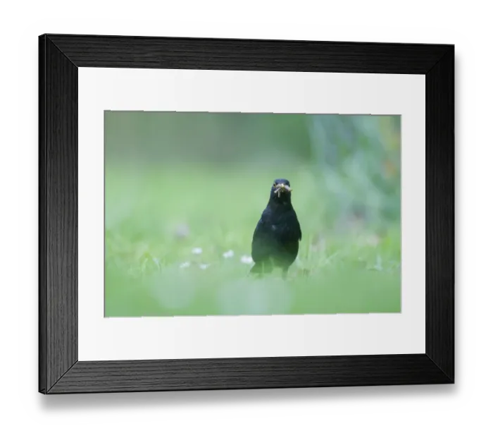 Framed Print : Blackbird Turdus merula male hunting for earthworms on garden lawn Norfolk April Framed Print : Blackbird Turdus merula male hunting for earthworms on garden lawn Norfolk April