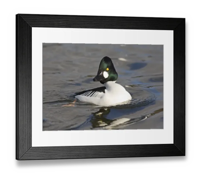 Framed Print : Goldeneye Bucephala clangula male UK spring Framed Print : Goldeneye Bucephala clangula male UK spring