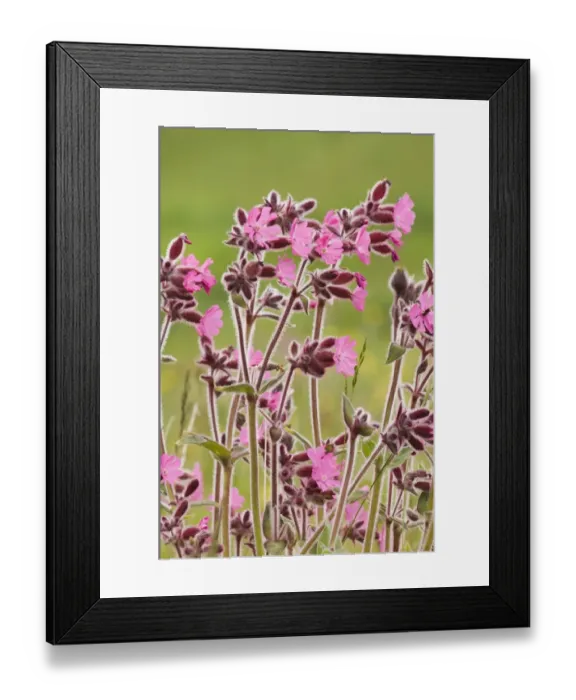 Framed Print : Red Campion Shetland summer