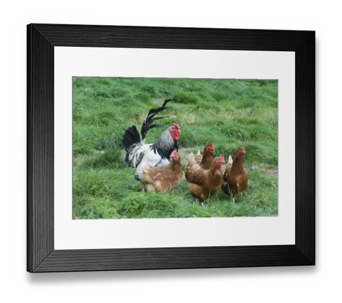 Framed Print : Chickens - Light Sussex cockerel and hens on free range egg farm Cornwall
