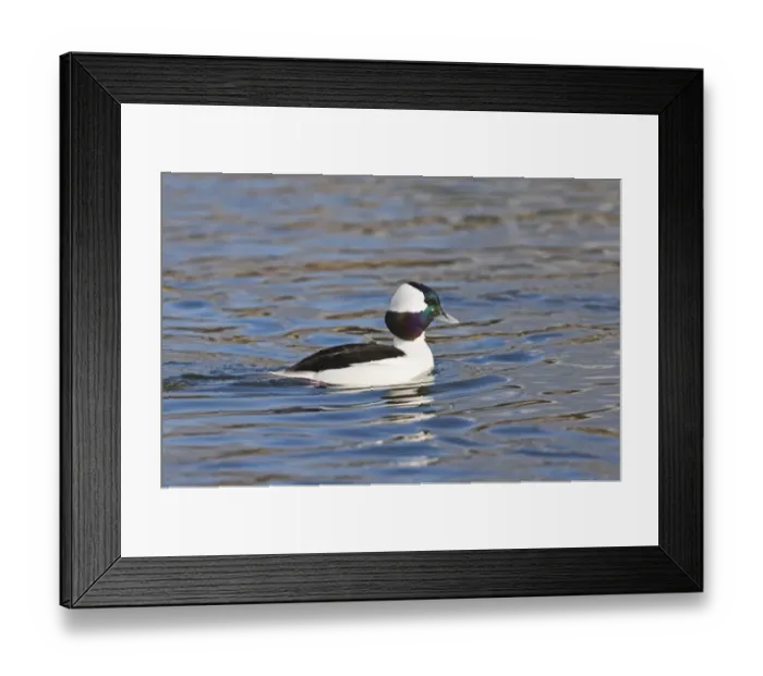 Framed Print : Bufflehead Bucephala albeola male New Jersey USA January Framed Print : Bufflehead Bucephala albeola male New Jersey USA January