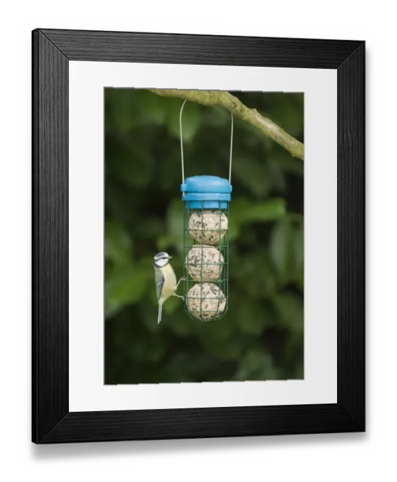 Framed Print : Blue Tit on fat ball feeder in garden Norfolk Framed Print : Blue Tit on fat ball feeder in garden Norfolk