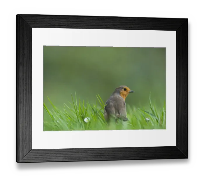 Framed Print : Robin Erithacus rubecula on garden lawn Norfolk spring Framed Print : Robin Erithacus rubecula on garden lawn Norfolk spring