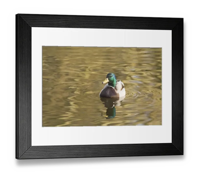Framed Print : Mallard Anas platyrhynchos male UK winter Framed Print : Mallard Anas platyrhynchos male UK winter