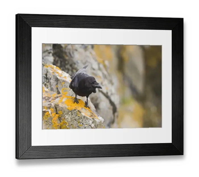 Framed Print : Raven Corvus corax Shetland June Framed Print : Raven Corvus corax Shetland June