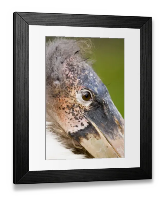Framed Print : Marabou Stork close up of head Kenya Africa Framed Print : Marabou Stork close up of head Kenya Africa