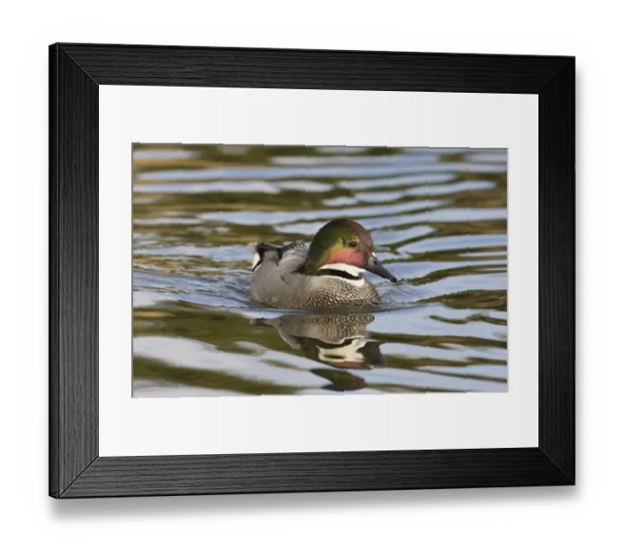 Framed Print : Falcated Duck Anas falcata male captive Framed Print : Falcated Duck Anas falcata male captive