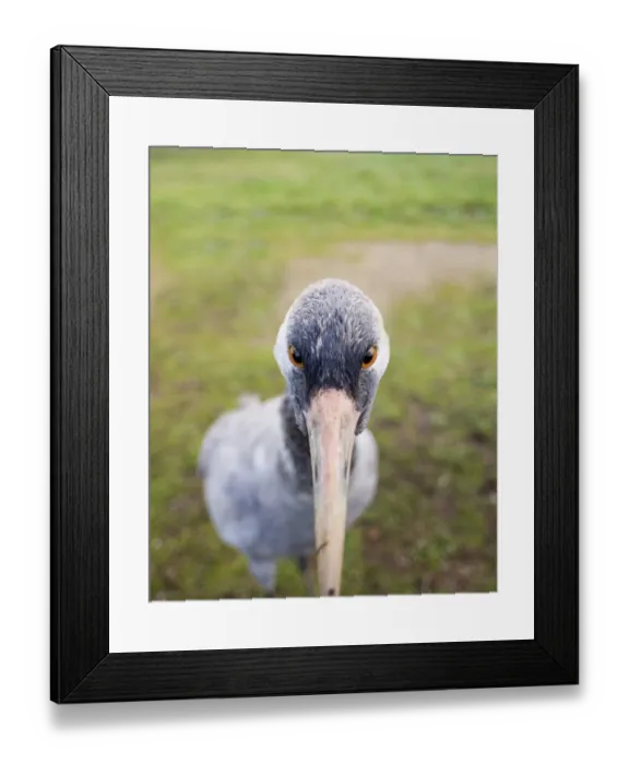 Framed Print : Common Crane Grus grus (wild) Norfolk winter