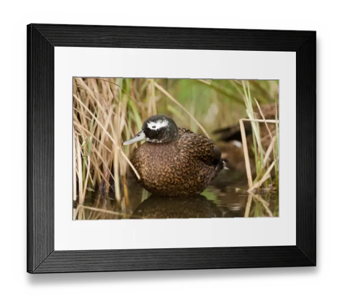 Framed Print : Laysan Teal male captive Framed Print : Laysan Teal male captive