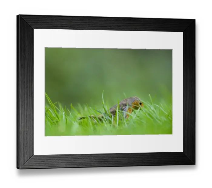 Framed Print : Robin Erithacus rubecula on garden lawn Norfolk spring Framed Print : Robin Erithacus rubecula on garden lawn Norfolk spring