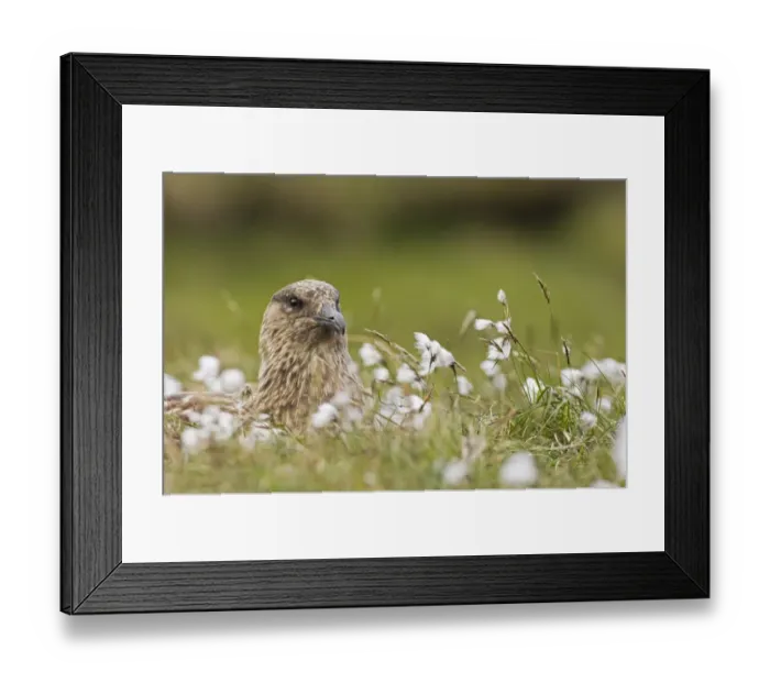 Framed Print : Great Skua Stercorarius skua on nest among bog cotton on Hermaness NNR Unst Shetland June Framed Print : Great Skua Stercorarius skua on nest among bog cotton on Hermaness NNR Unst Shetland June