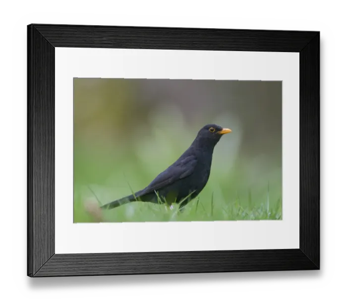 Framed Print : Blackbird Turdus merula male hunting for earthworms on garden lawn Norfolk April Framed Print : Blackbird Turdus merula male hunting for earthworms on garden lawn Norfolk April