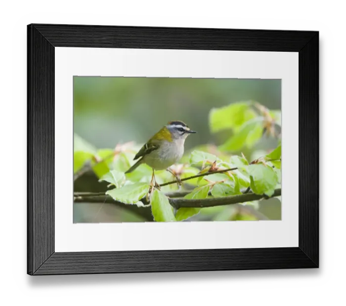 Framed Print : Firecrest Regulus ignicapillus Norfolk April Framed Print : Firecrest Regulus ignicapillus Norfolk April