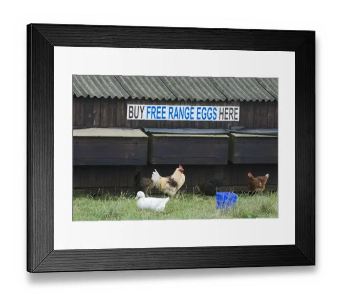 Framed Print : Chickens - and ducks on free range egg farm Cornwall Framed Print : Chickens - and ducks on free range egg farm Cornwall