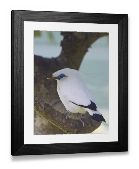 Framed Print : Bali Starling Leucopsar rothschildi (captive) Framed Print : Bali Starling Leucopsar rothschildi (captive)