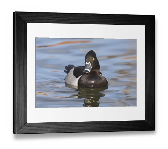 Framed Print : Ring-necked Duck Aythya collaris male New Mexico winter Framed Print : Ring-necked Duck Aythya collaris male New Mexico winter