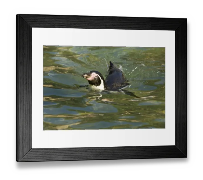 Framed Print : Humboldt Penguin Spheniscus humboldti - captive Framed Print : Humboldt Penguin Spheniscus humboldti - captive