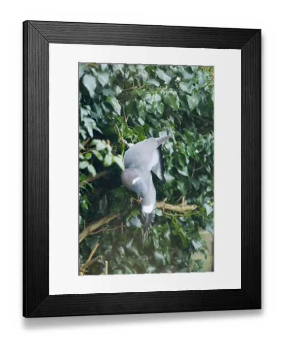 Framed Print : Wood Pigeon Columba palumbus feeding on Ivy berries in garden Norfolk UK winter Framed Print : Wood Pigeon Columba palumbus feeding on Ivy berries in garden Norfolk UK winter