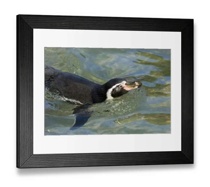 Framed Print : Humboldt Penguin Spheniscus humboldti - captive Framed Print : Humboldt Penguin Spheniscus humboldti - captive