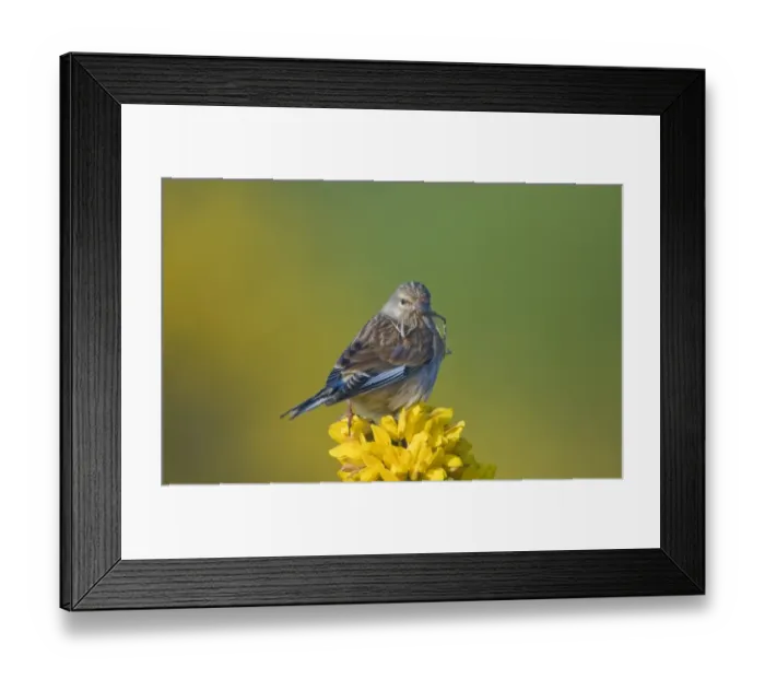 Framed Print : Linnet Carduelis cannabina with nest material Norfolk April Framed Print : Linnet Carduelis cannabina with nest material Norfolk April