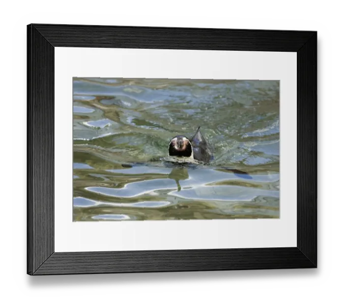 Framed Print : Humboldt Penguin Spheniscus humboldti - captive Framed Print : Humboldt Penguin Spheniscus humboldti - captive