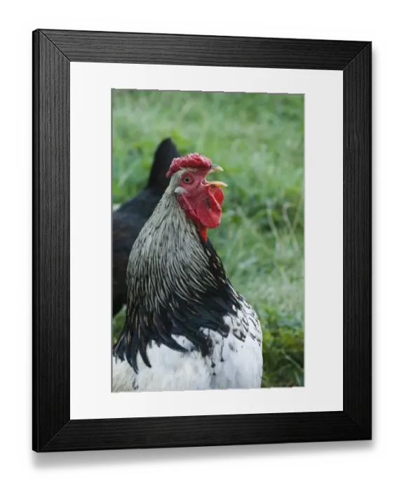Framed Print : Cockerel crowing (Light Sussex) Cornwall Framed Print : Cockerel crowing (Light Sussex) Cornwall