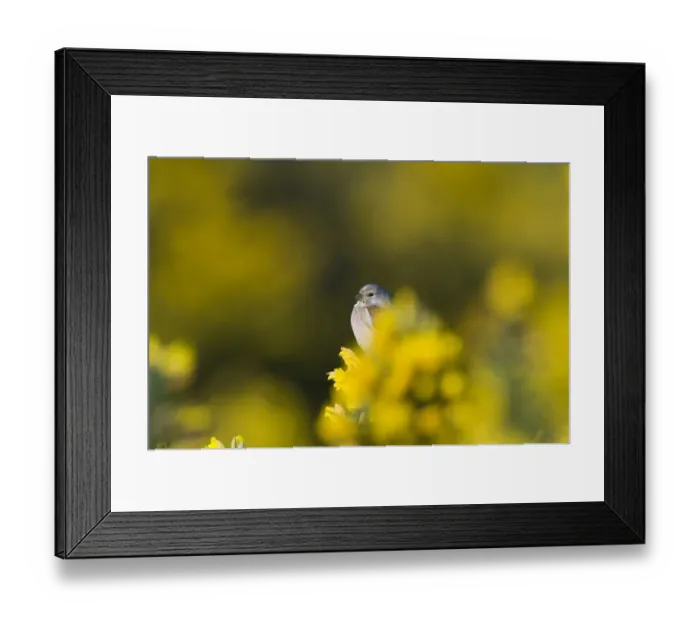 Framed Print : Linnet Carduelis cannabina male Norfolk April Framed Print : Linnet Carduelis cannabina male Norfolk April