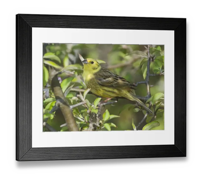 Framed Print : Yellowhammer Emberiza citrinella Norfolk April Framed Print : Yellowhammer Emberiza citrinella Norfolk April
