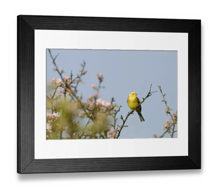 Framed Print : Yellowhammer Emberiza citrinella Norfolk April Framed Print : Yellowhammer Emberiza citrinella Norfolk April