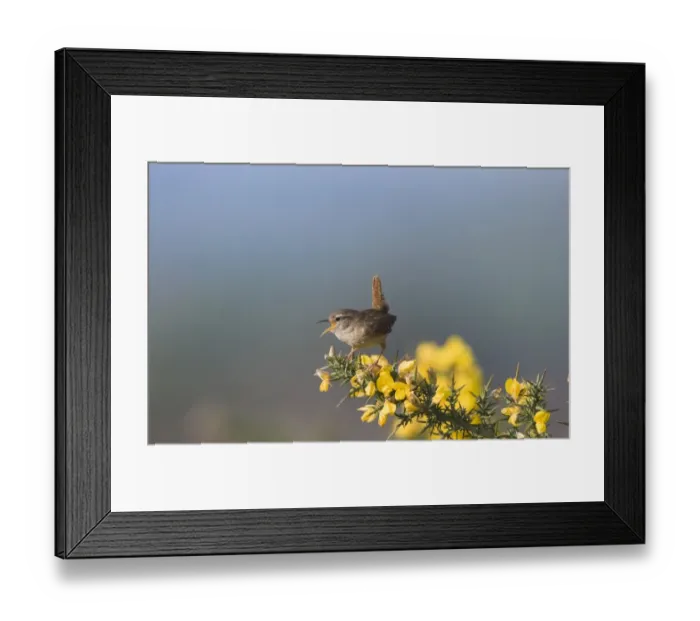 Framed Print : Wren Troglodytes troglodytes in song Norfolk April Framed Print : Wren Troglodytes troglodytes in song Norfolk April