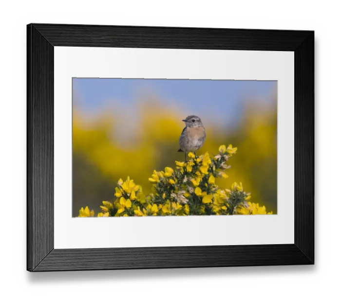 Framed Print : Stonechat Saxicola torquata female on Kelling Heath Norfolk April Framed Print : Stonechat Saxicola torquata female on Kelling Heath Norfolk April