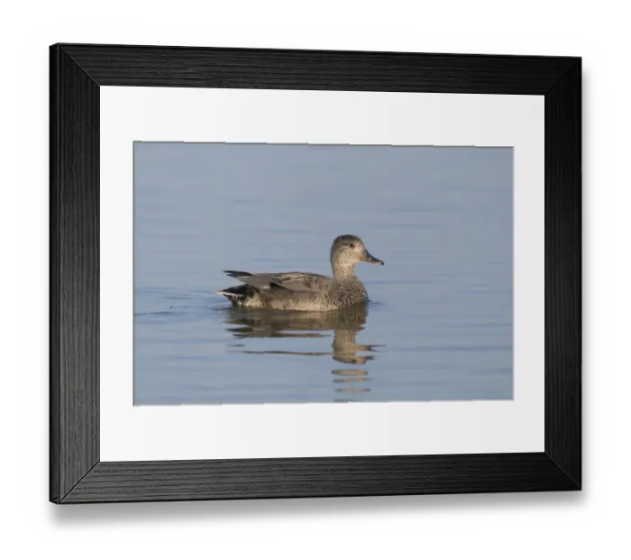 Framed Print : Gadwall Anas strepera male Minsmere Suffolk April Framed Print : Gadwall Anas strepera male Minsmere Suffolk April