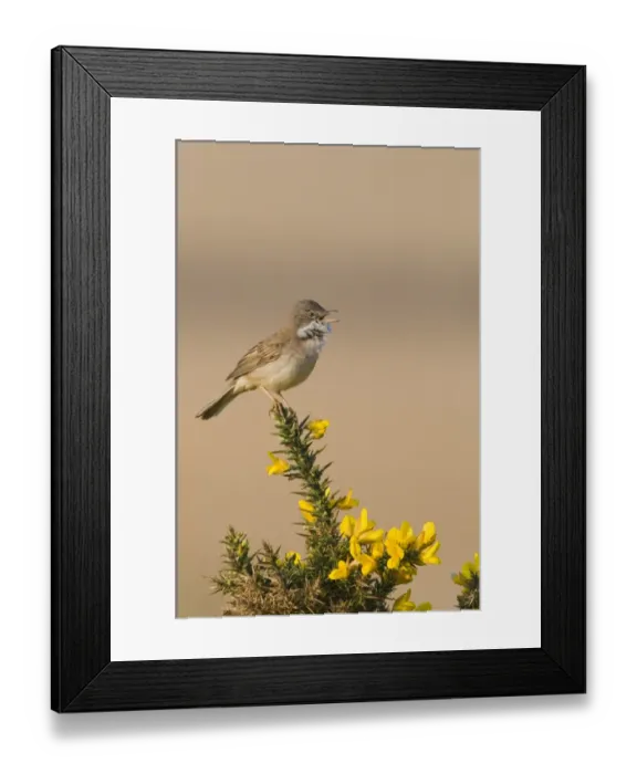 Framed Print : Whitethroat Sylvia communis in song Minsmere RSPB Reserve May Framed Print : Whitethroat Sylvia communis in song Minsmere RSPB Reserve May